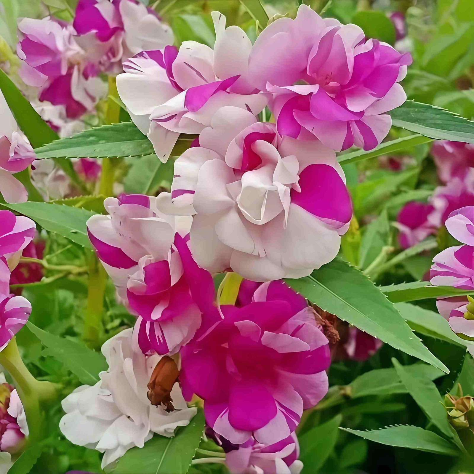 500 PCS Impatiens Flower Seeds (Balsam) – Colorful Annual Flowers for Outdoor…