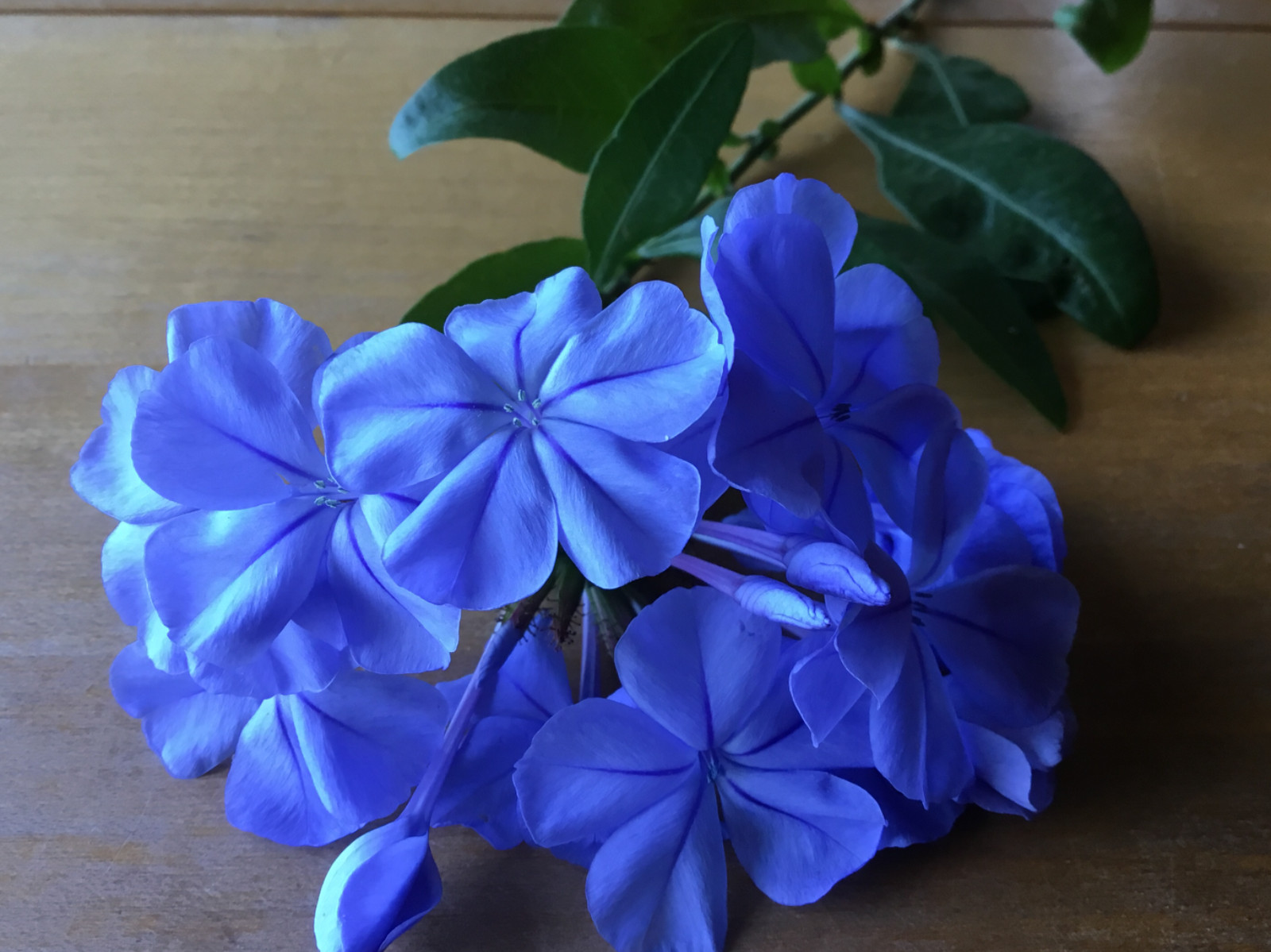 New Imperial Blue Plumbago Seeds pkt of 50 fresh seeds
