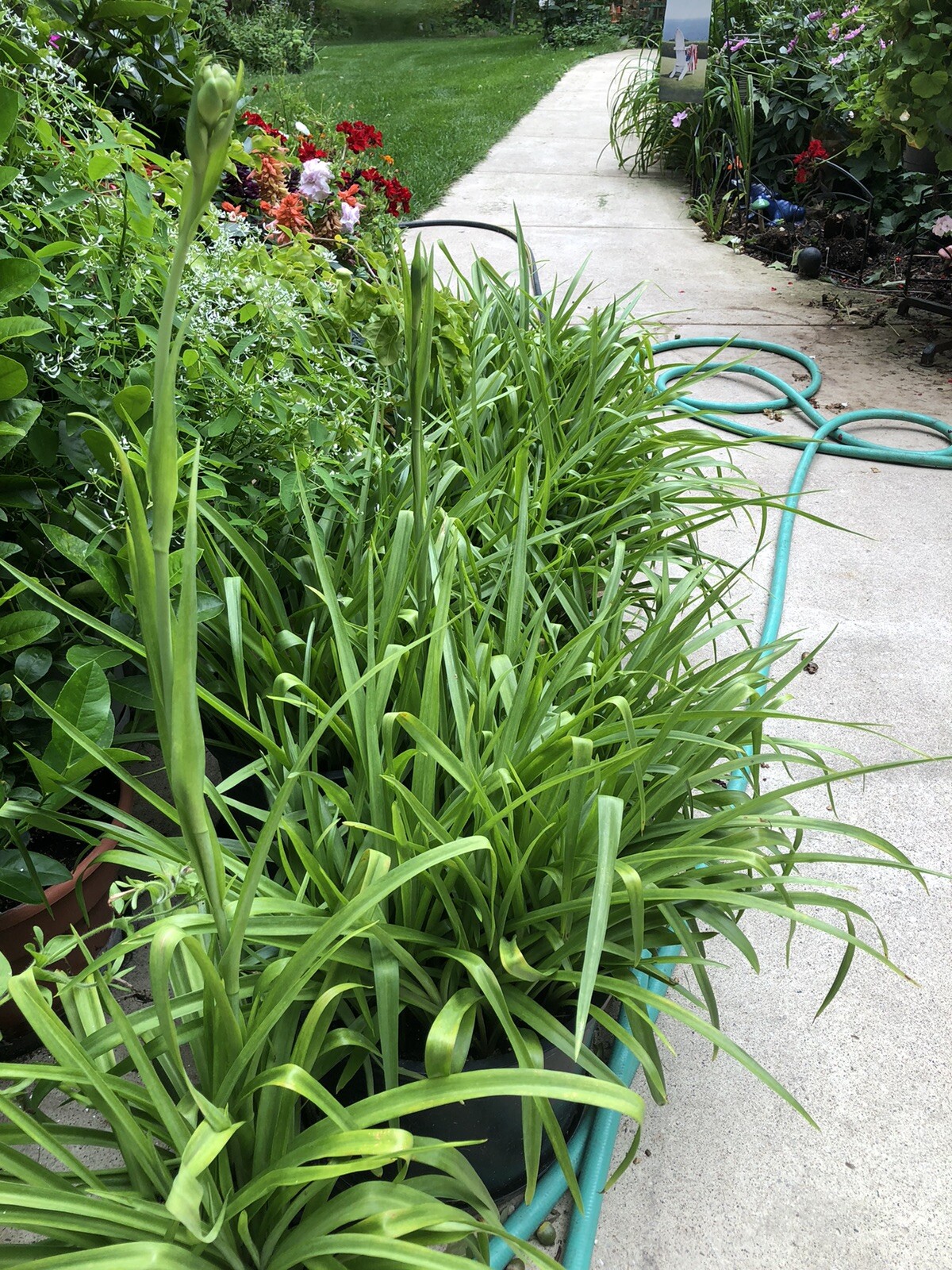 Tuberose bulbs double Pearl (Polianthus) Bare root plants set of 8+ Bubbletts