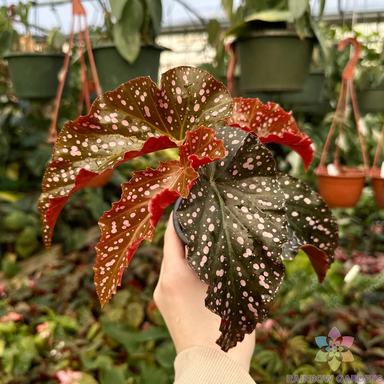 25+ Cracklin Rosie Begonia Seeds for Garden Planting – USA – FREE SHIPPING!