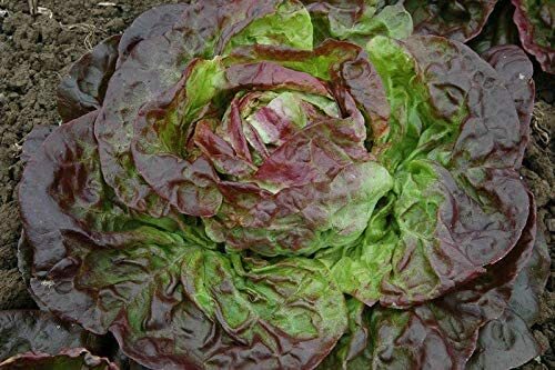 1000 BRONZE MIGNONETTE LETTUCE SEEDS ~ heirloomseedguy ~ 2026 ~ NON-GMO