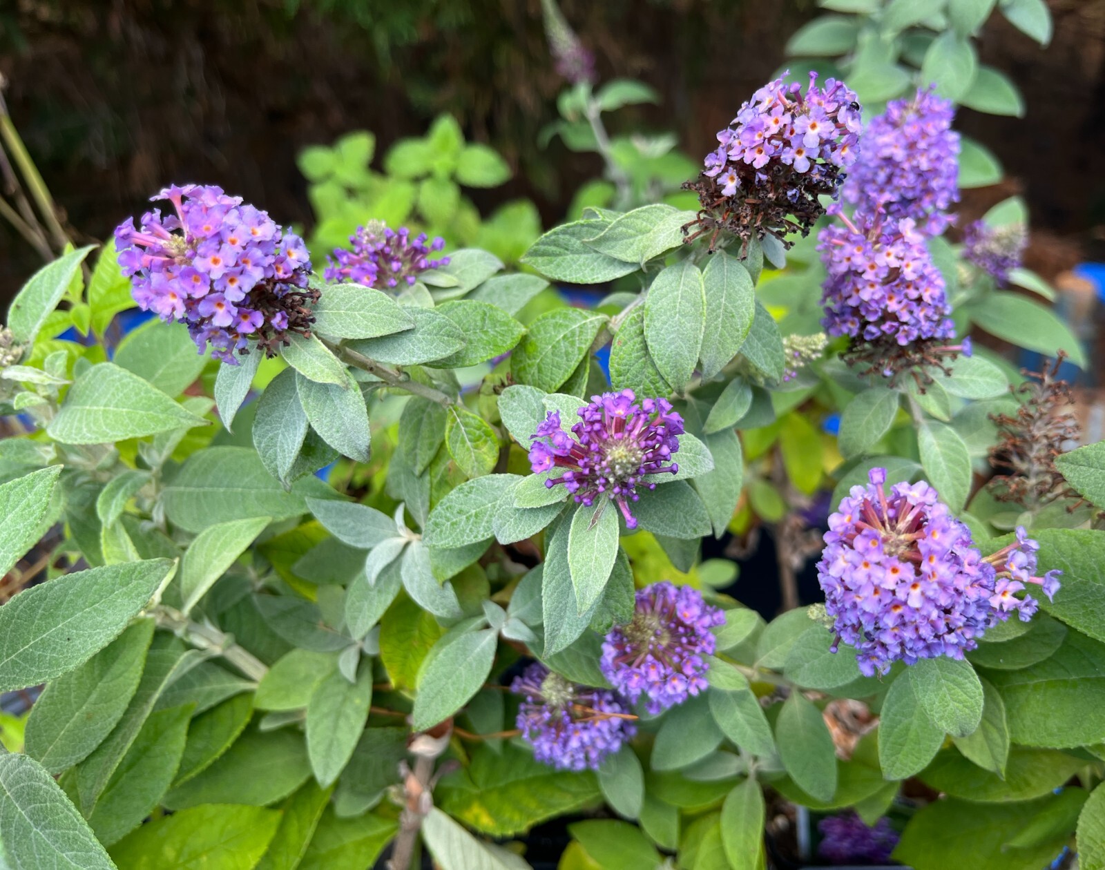 Butterfly Bush / Buzz Live Plant, Long-blooming & Easy to Grow 3-4″ Pot
