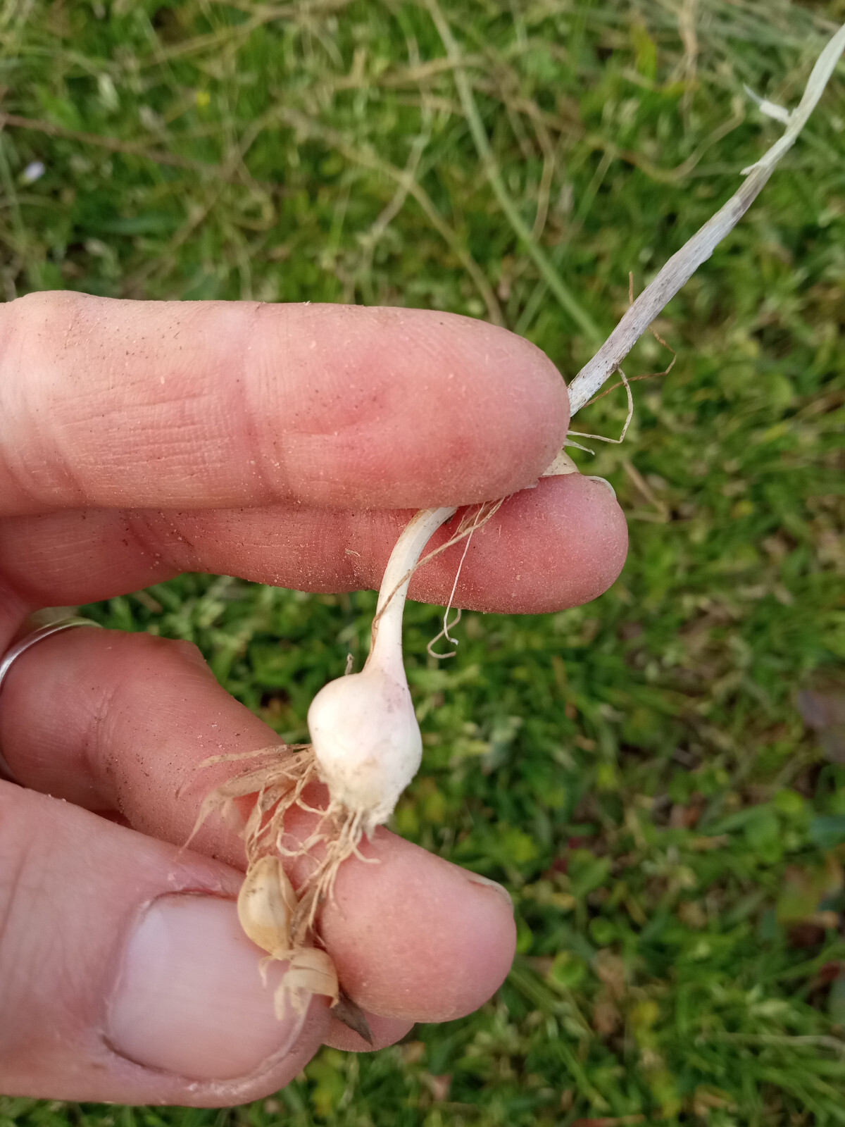 5 Wild Garlic (Allium vineale) Bulbs/Bulbils- Fresh, Clean, & Ready To Plant