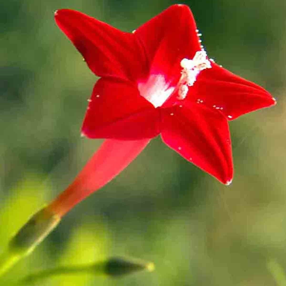 50+ CARDINAL CLIMBER SEEDS HUMMINGBIRD VINE RARE BEES FLOWER BLOOMS TRELLIS USA