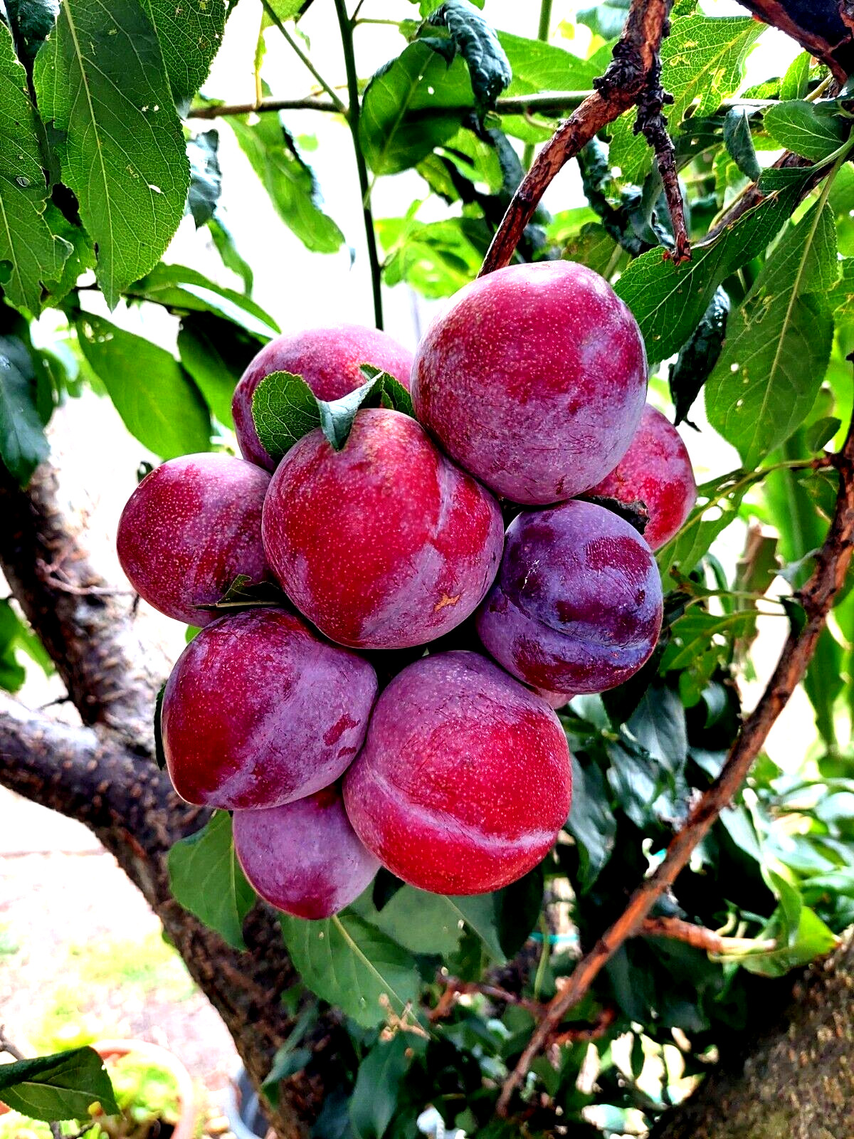 AMERICAN PLUM TREE SEEDS (Prunus americana) Fast Fruit Flower Plant Hardy-Zone 3