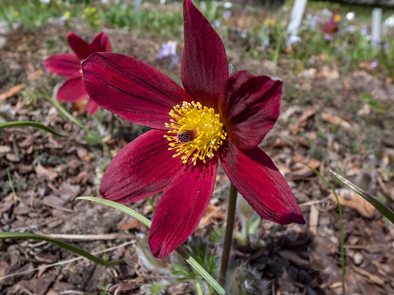 10 RED ANEMONE Pulsatilla Vulgaris PASQUE FLOWER Seeds *Flat S/H