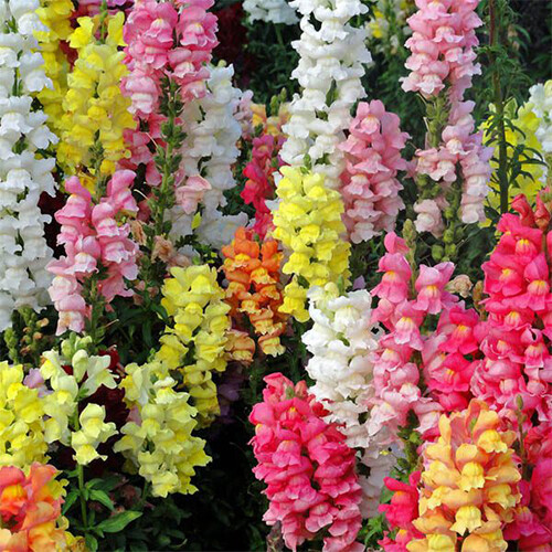 Magic Carpet Mix Snapdragon Seeds | 200 – 4,000 Seeds | Non-GMO | Free Ship 1201