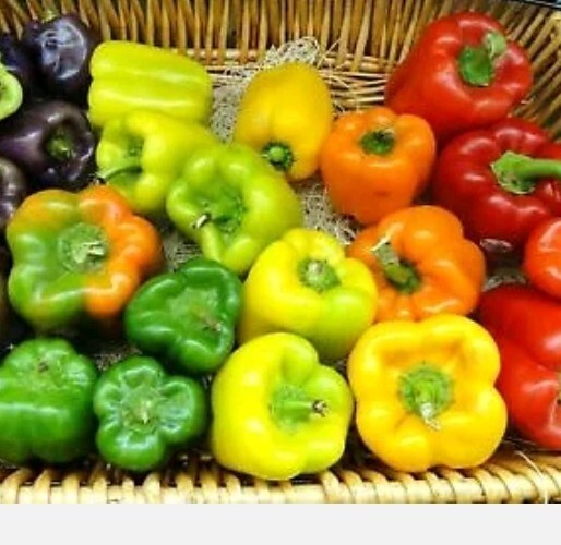 🫑RAINBOW BELL PEPPER SEEDS MIX 50+ RED purple orange white yellow