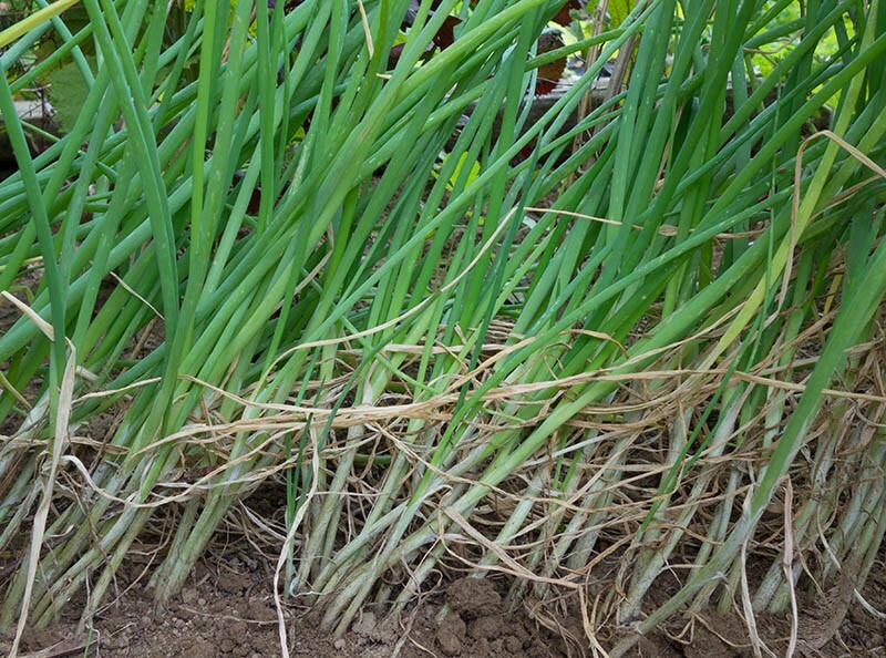 200+ Evergreen White Bunching Onion Seeds, Open-Pollinated NON-GMO, Fresh Seeds 