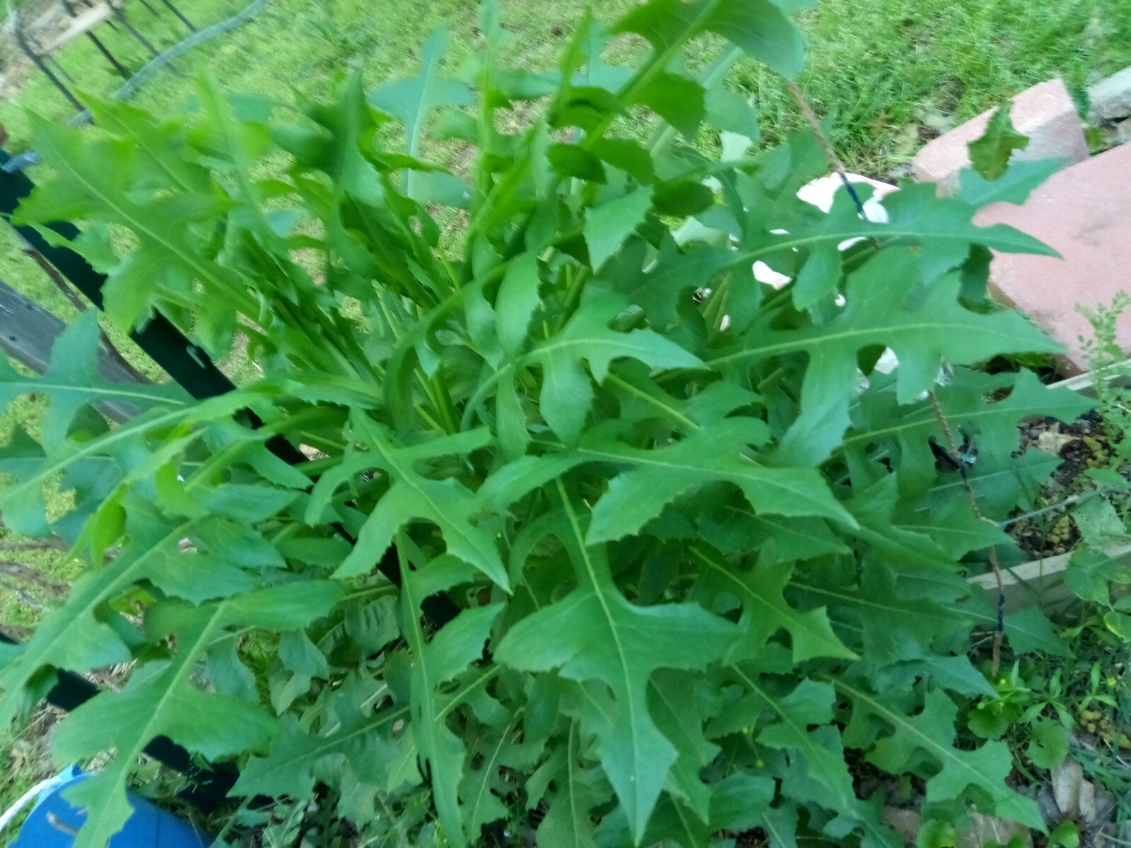 100 Wild/Opium Lettuce Seeds(LactucaVirosa)Medicinal Edible Plant.US grown seeds