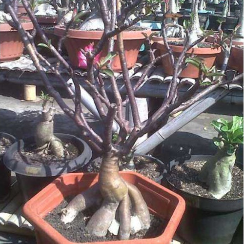 Adenium Somalense, “Black Somalense”, 25 seeds