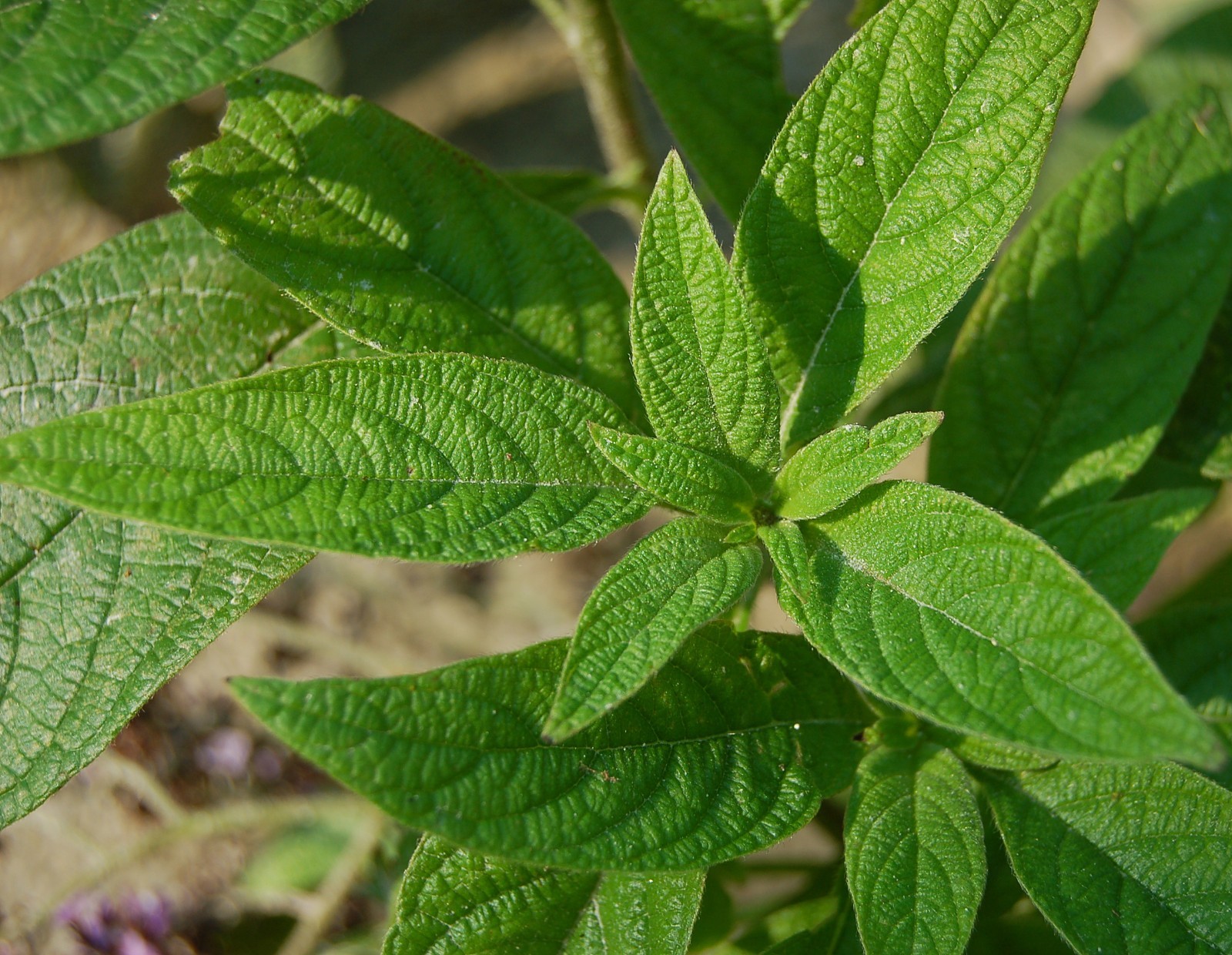 150 Heliotrope Seeds – Heliotropium arborescens – Medicinal and Aromatic