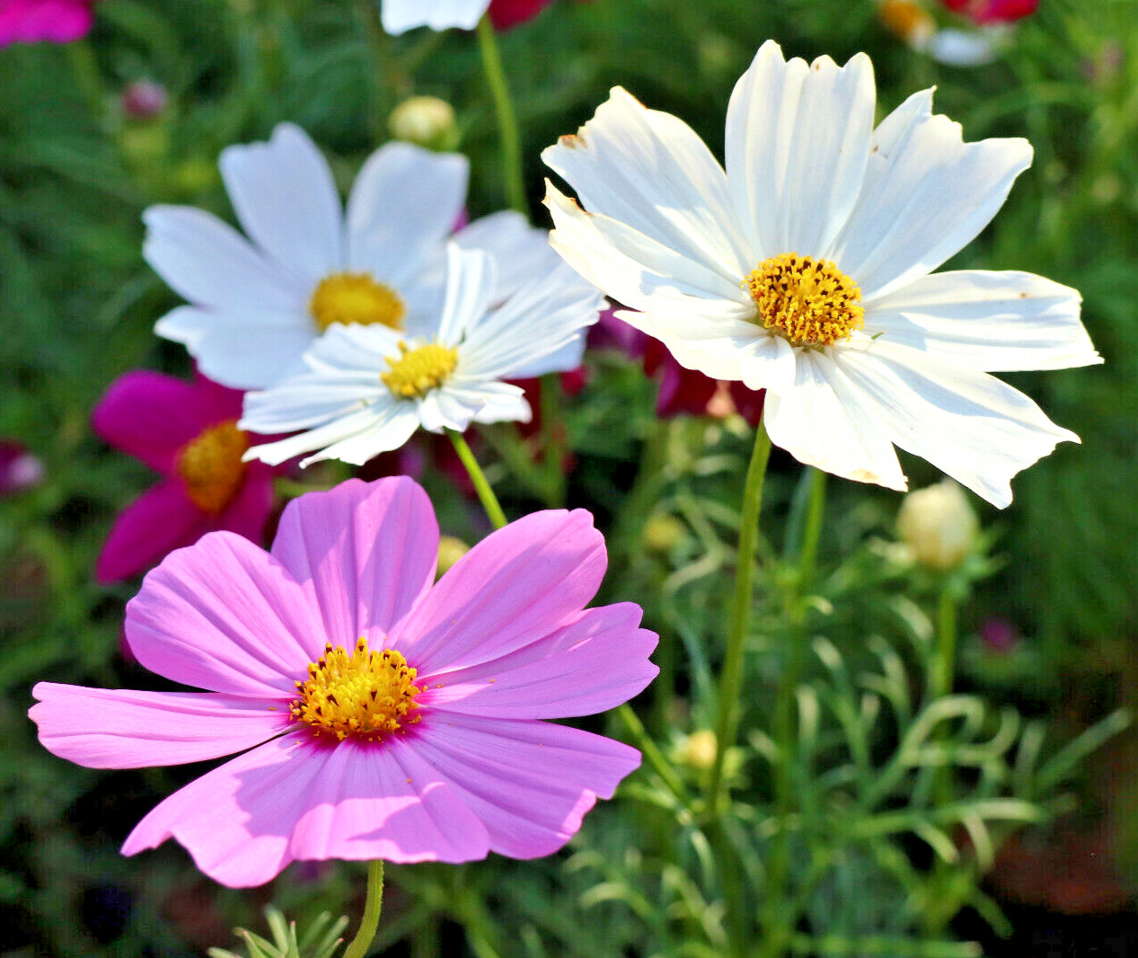 COSMOS MIX 100 SEEDS, yellow, orange, double, seashell, purple, white, pink…