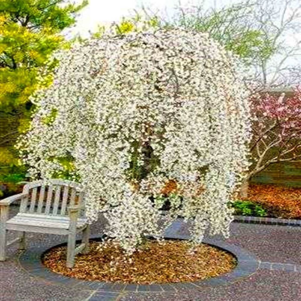 20 SEEDS for White WEEPING SAKURA CHERRY rare exotic full sun tree USA Seller