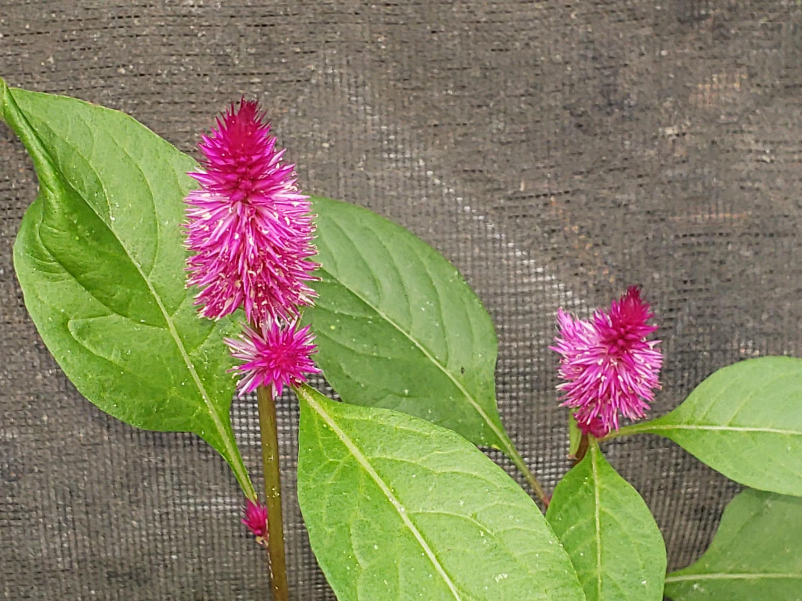 Heirloom, Open Pollinated, Non GMO Garden Seeds