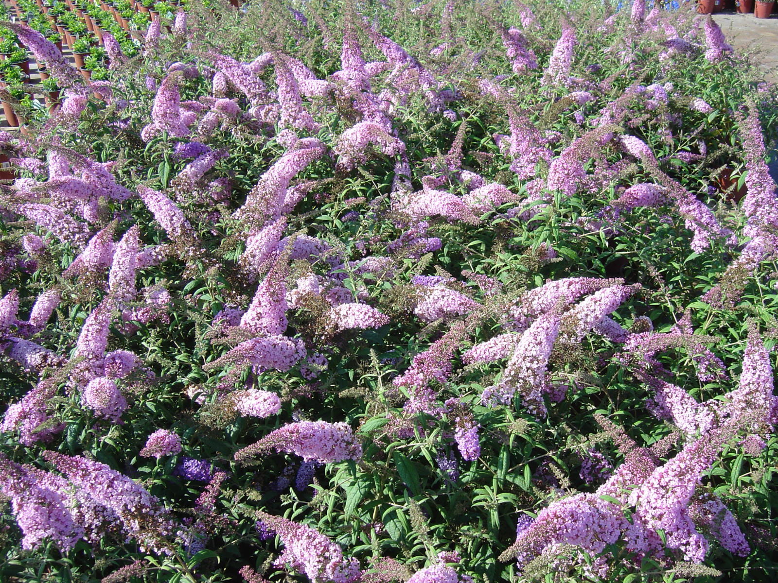 Butterfly Bush, Buddleia davidii, Shrub Seeds