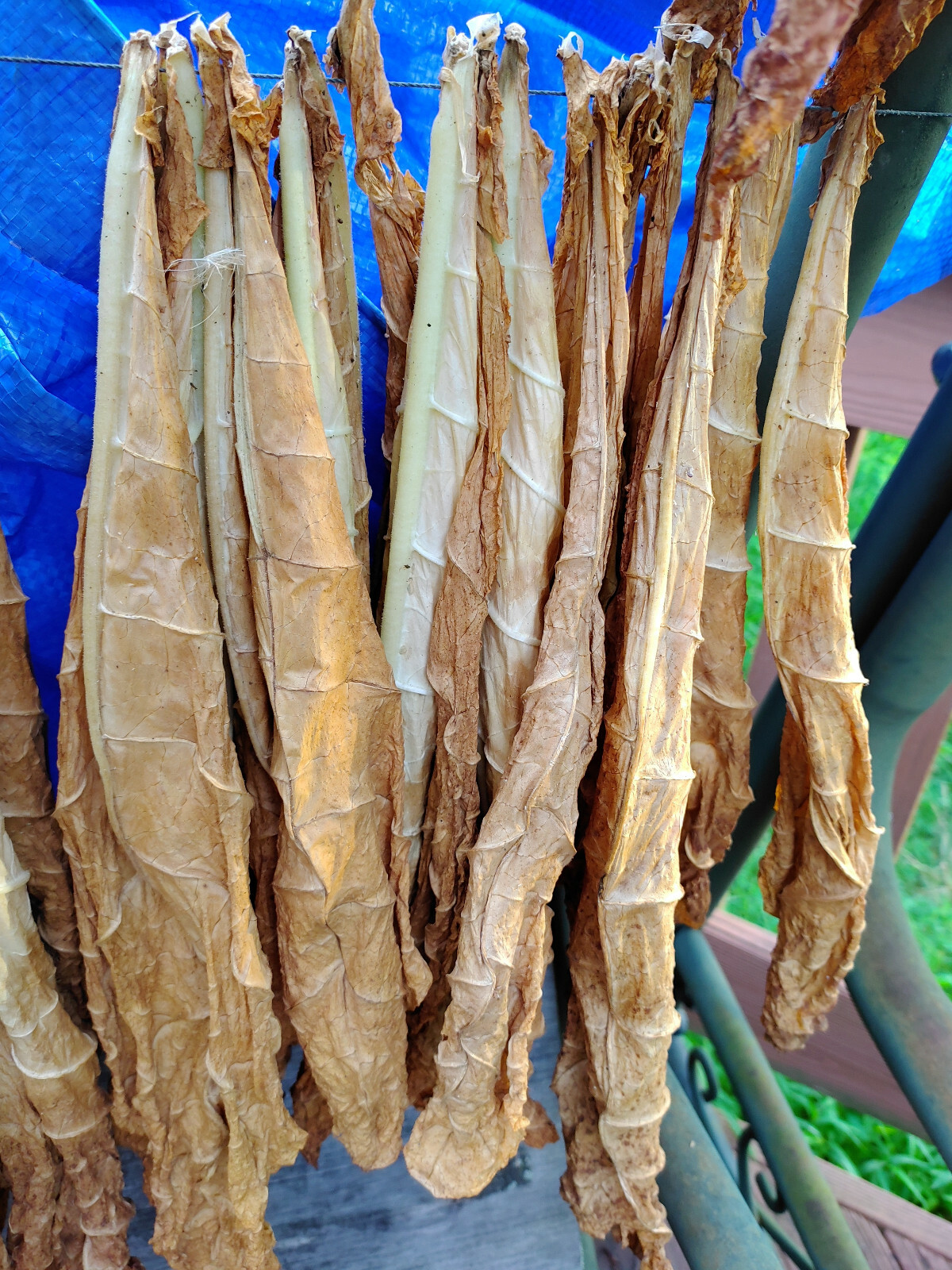 500+ MACEDONIAN PRILEP TOBACCO SEEDS VERY RARE ORIENTAL AROMATIC 2025 CROP