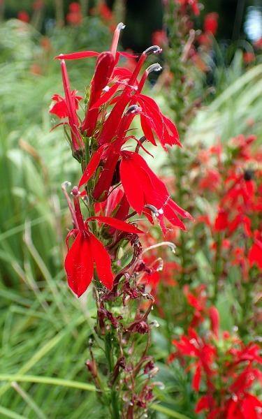 Lobelia cardinalis | Cardinal Flower | Queen Victoria | 150 Seeds