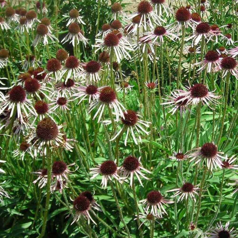 1 LB Echinacea Pallida Drought Tolerant Pale Purple Coneflower Flower Seeds