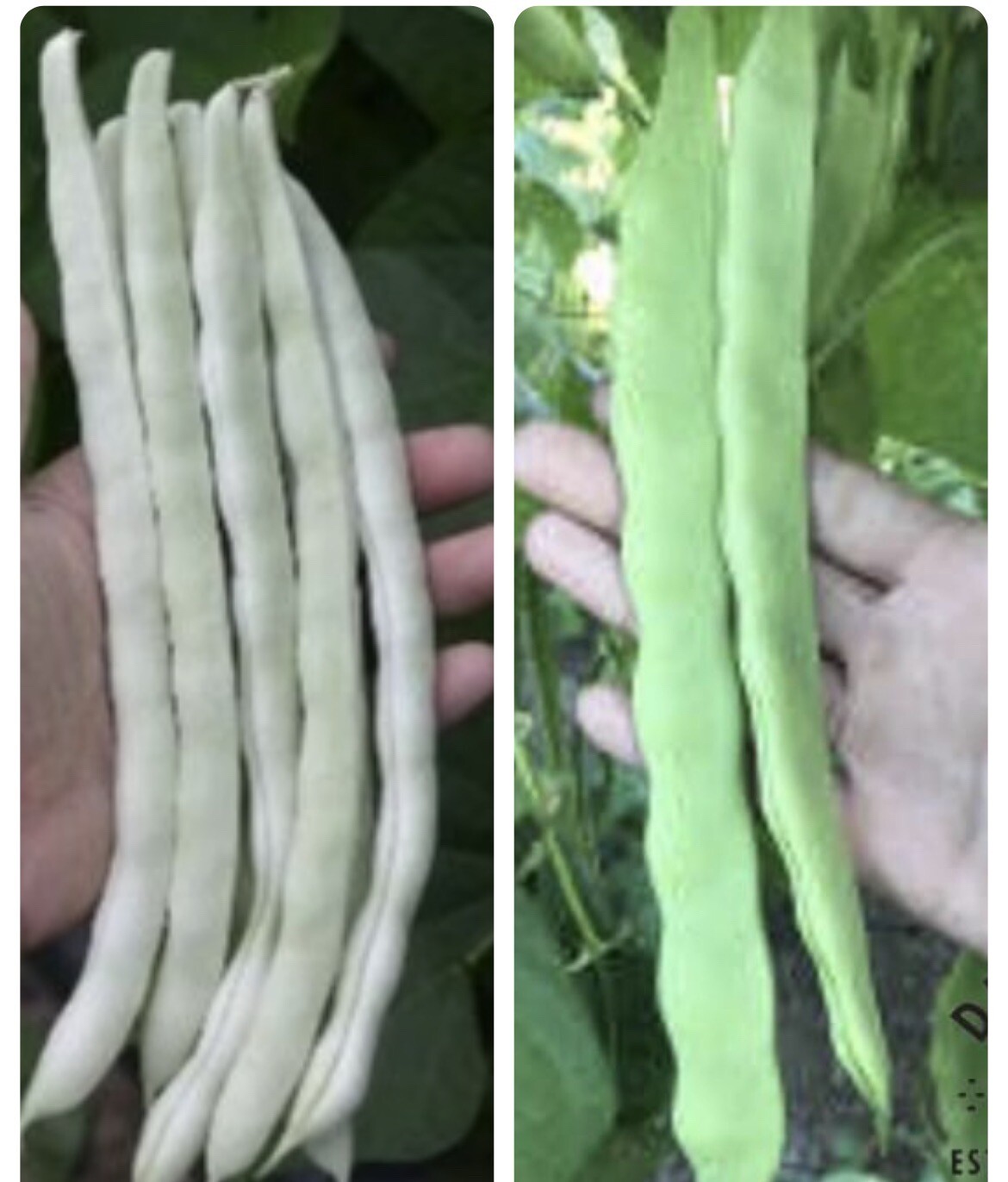 Mix Quing Bian And BAI BU LAO Chinese Romano Pole Bean 120 Seeds 九粒白 白不老 架芸豆 USA