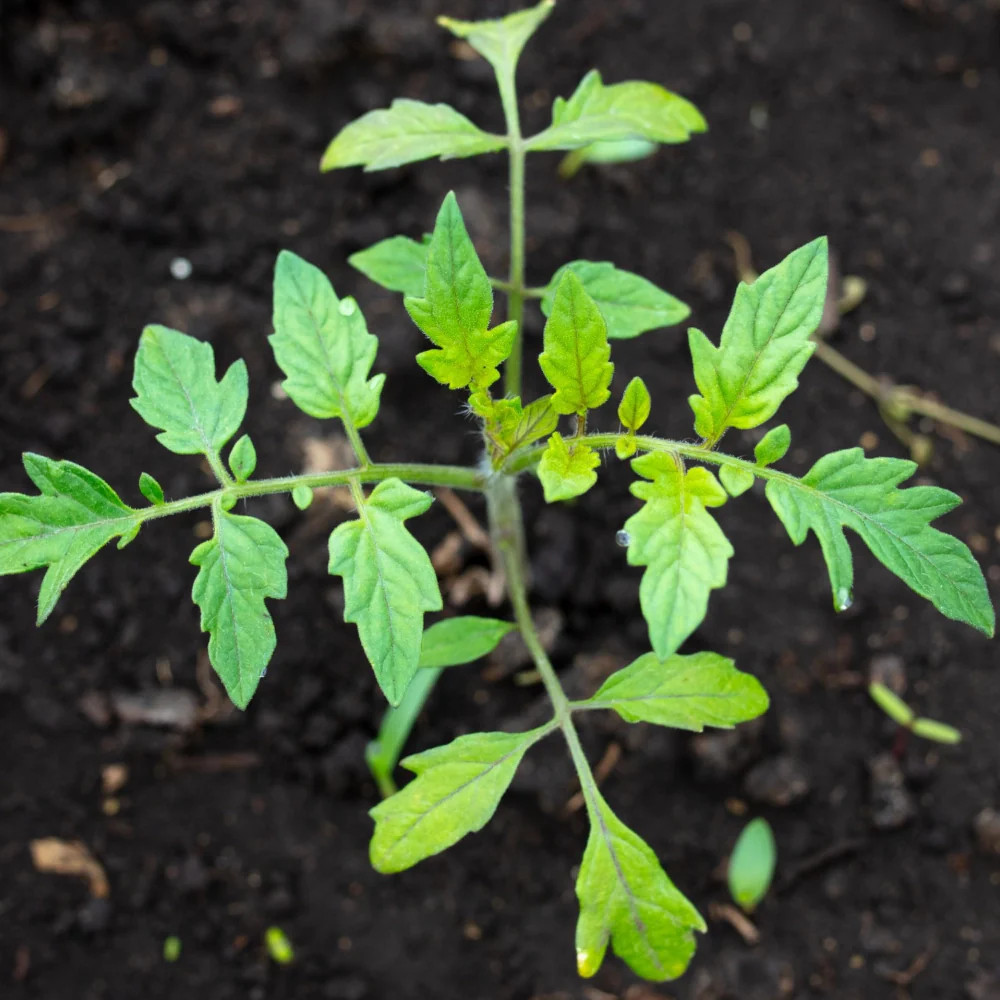 Black Cherry Tomato Seeds For Planting (Solanum lycopersicum)