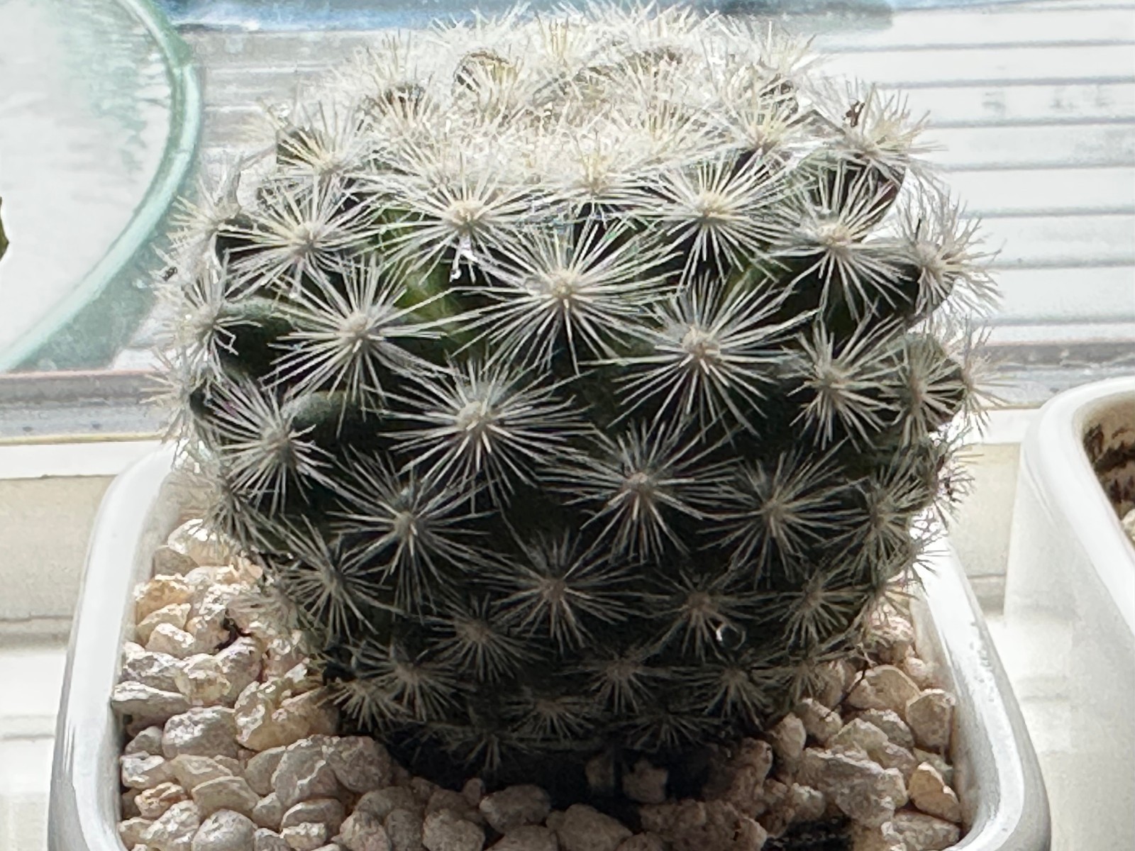 Mammillaria candida Live Snowball Cactus in 4″ pot FREE SHIPPING