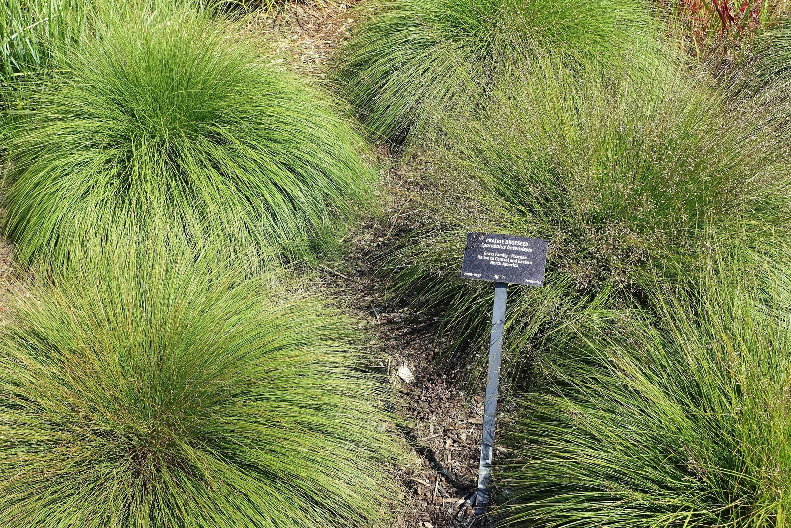 200 PRAIRIE DROPSEED Ornamental Native Grass Sporobolus Heterolepis Seeds