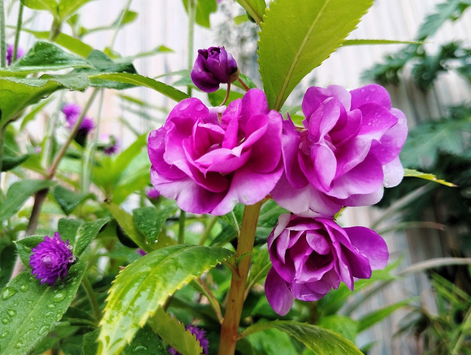 100 MIXED DOUBLE CAMELLIA IMPATIENS Balsamina Flower Seeds *Flat S/H