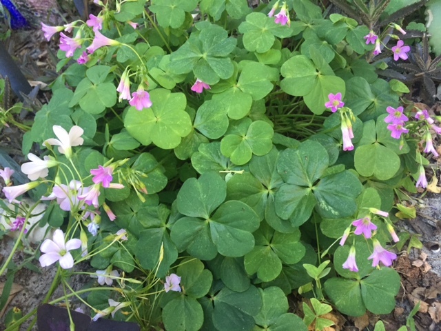 CORMS of PINK SORREL OXALIS FALSE SHAMROCK SMALL BULBS