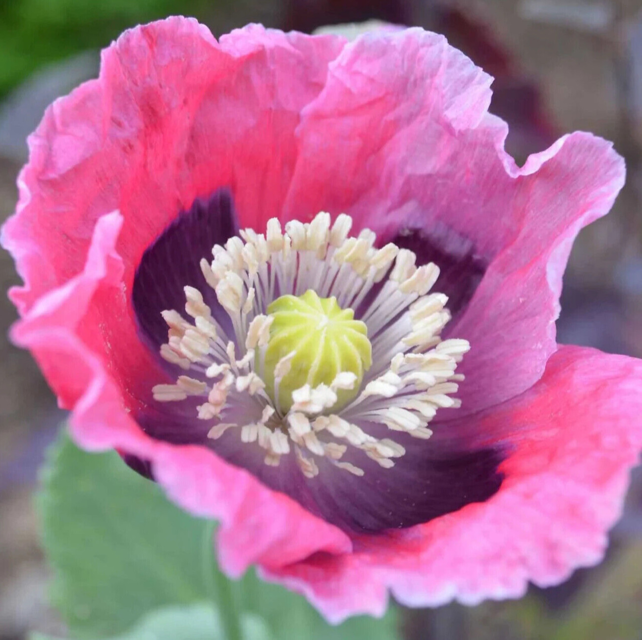 PEPPERBOX POPPY SEEDS 500+ beautiful PINK red ANNUAL flower GARDEN FREE SHIPPING
