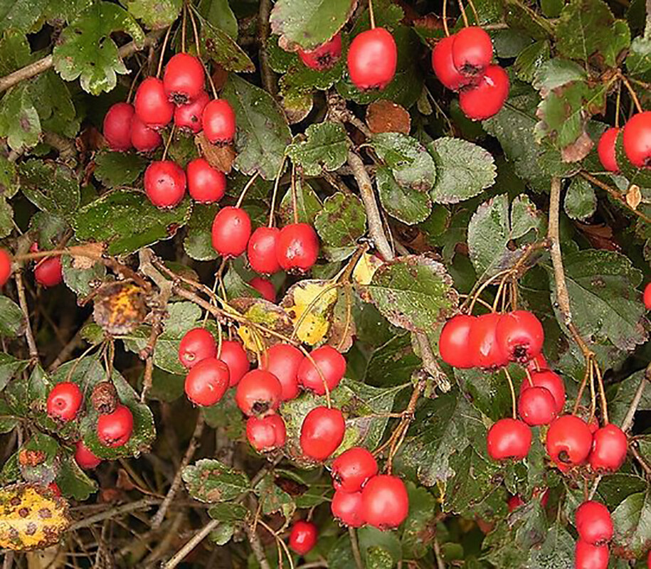 English Hawthorn, Crataegus laevigata, Tree Seeds