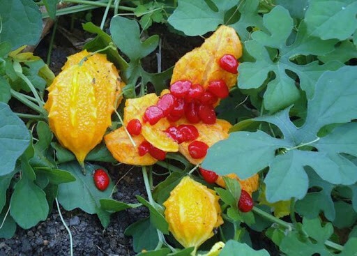 Bitter Melon Cundeamor Seeds Momordica Charantia 15 seeds medicinal organic