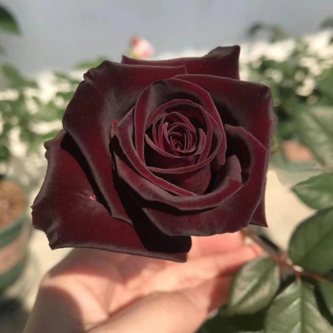 20 ROSE FLOWER SEEDS classic rare plant garden for stratification/germination