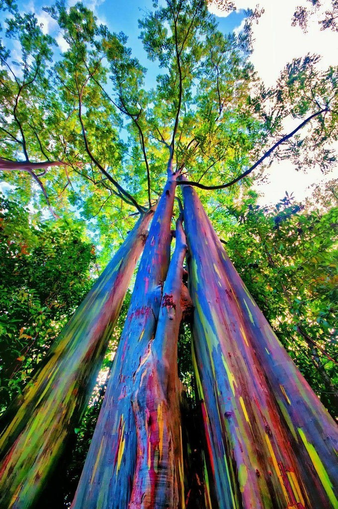 Eucalyptus Deglupta Rainbow Tree 25 Seeds Free Shipping!