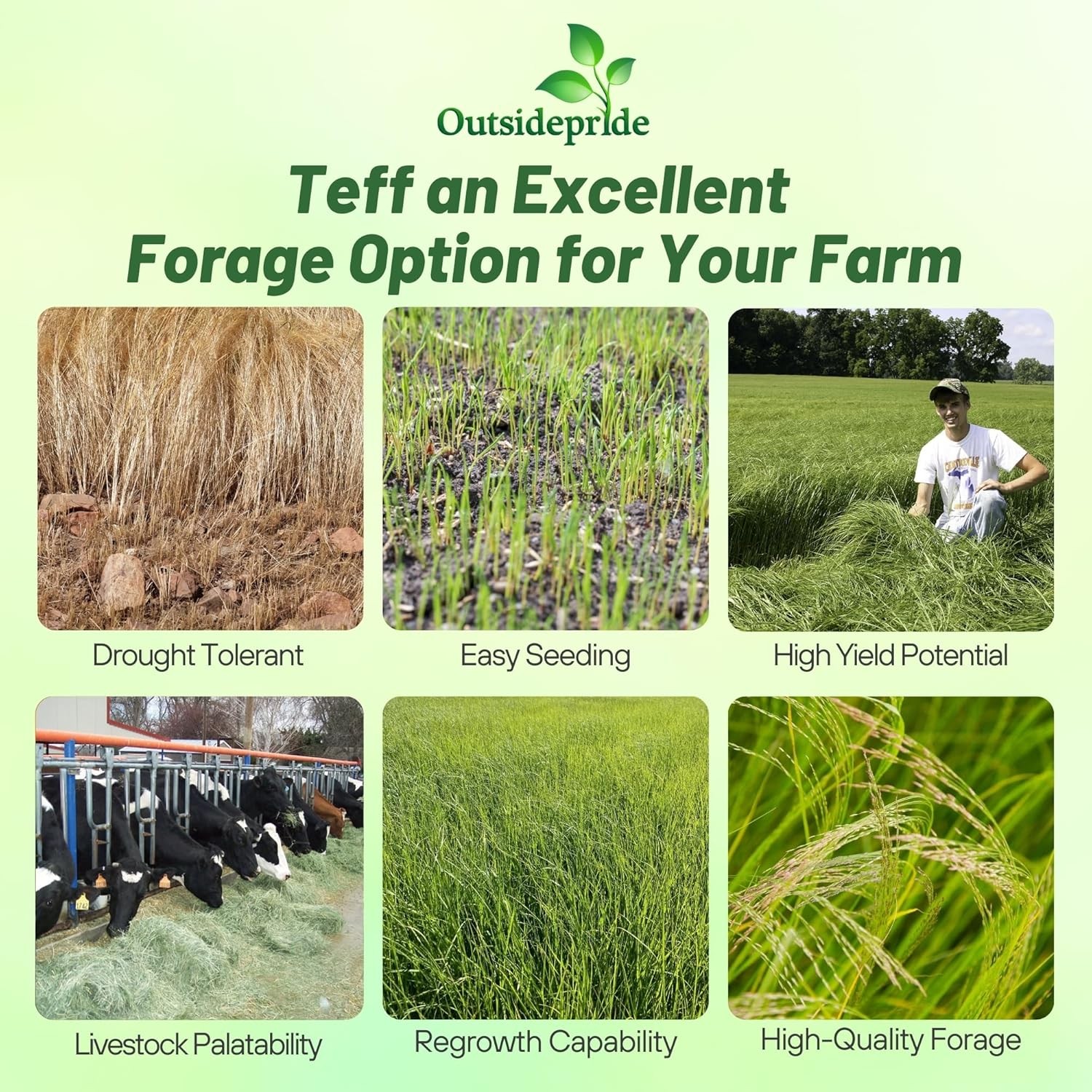 10 LBS – Coated Teff Annual Pasture Grass Seed For Cattle, Horses, & Livestock