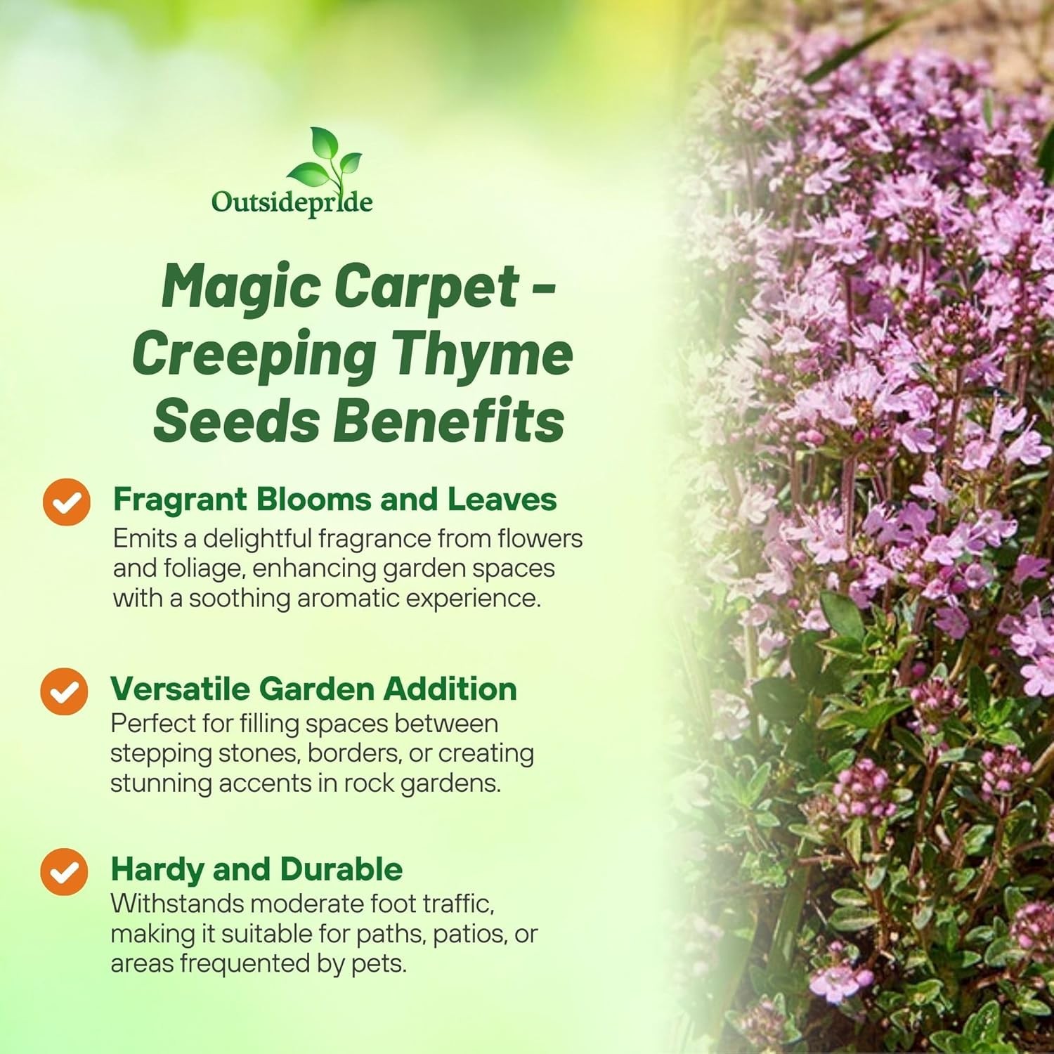 1000 Seeds Creeping Thyme Drought Resistant Thymus Serpyllum Magic Carpet