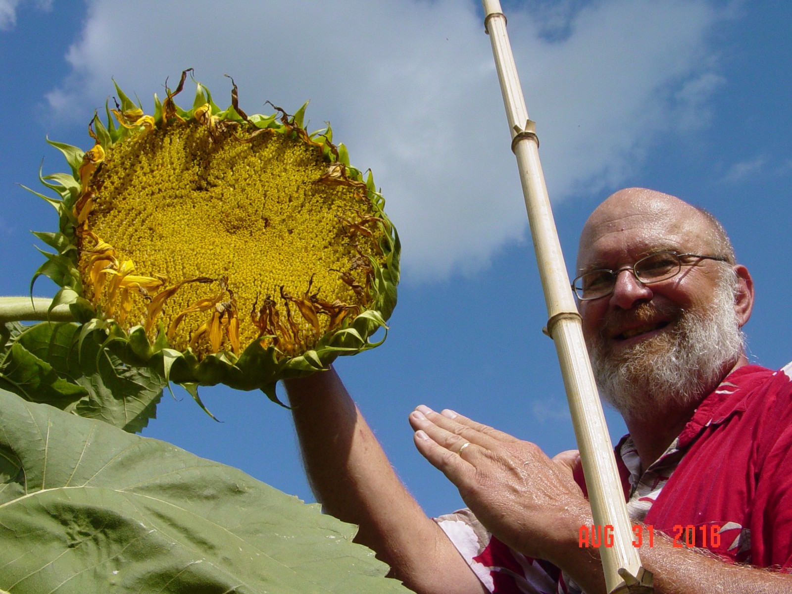 AMAZON SUNFLOWER / GRAND PRIZE AWARD WINNER / CHAMPION STRAIN / GIGANTIC PLANTS