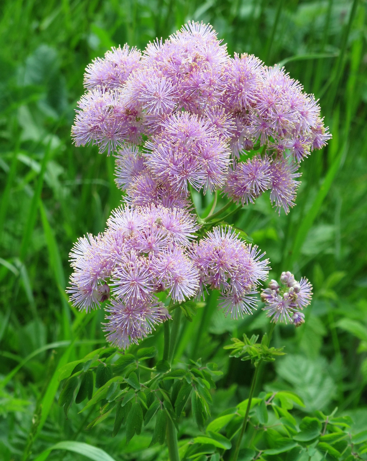 5 COLUMBINE MEADOW RUE Thalictrum Aquilegifolium Purple Pink Flower Seeds