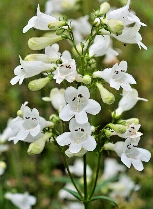 snow white Penstemon digitalis 200 seeds beardtongue, wildflower, EZ to grow