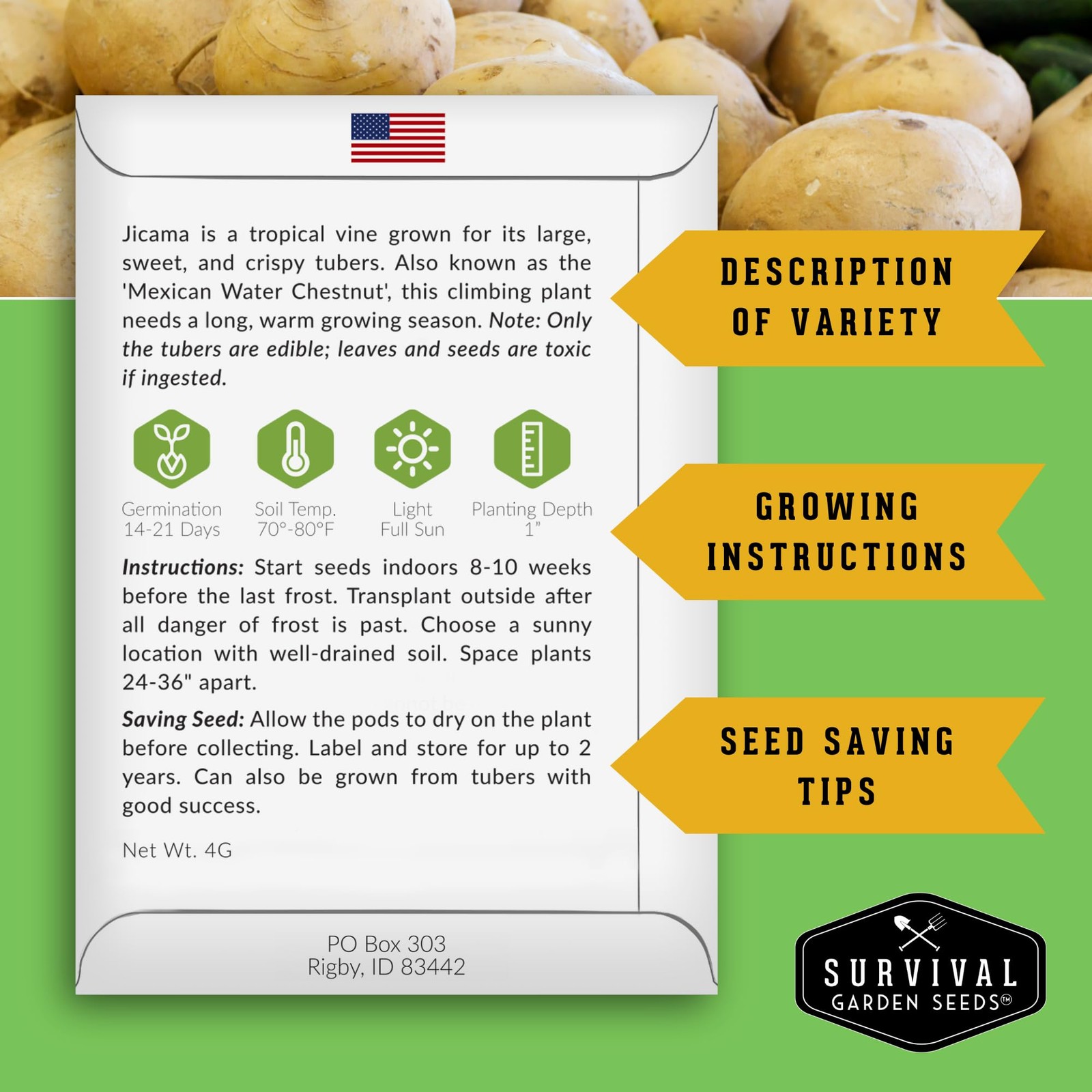 Jicama Seeds for Planting – True Jicama (Pachyrhizus erosus) Mexican Turnip o…