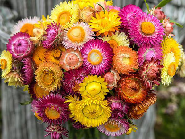 300 TALL STRAWFLOWER FLOWER MIX SEEDS ~ heirloomseedguy ~ 2026 ~ NON-GMO