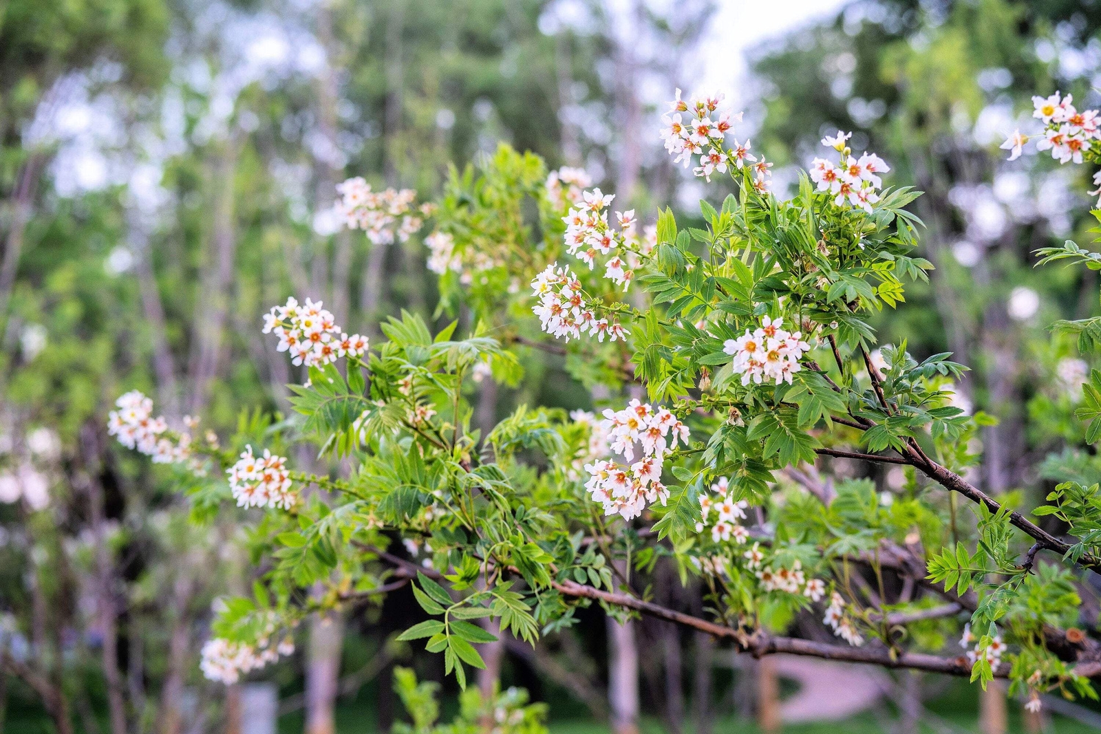 5 YELLOWHORN TREE Xanthoceras Sorbifolium White Yellow Red Fragrant Flower Seeds