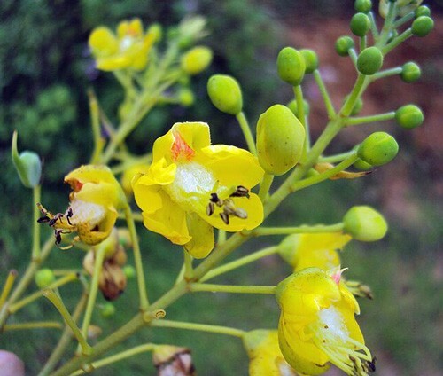 Caesalpinia sappan | Sappanwood | Brazilwood | 5 Seeds