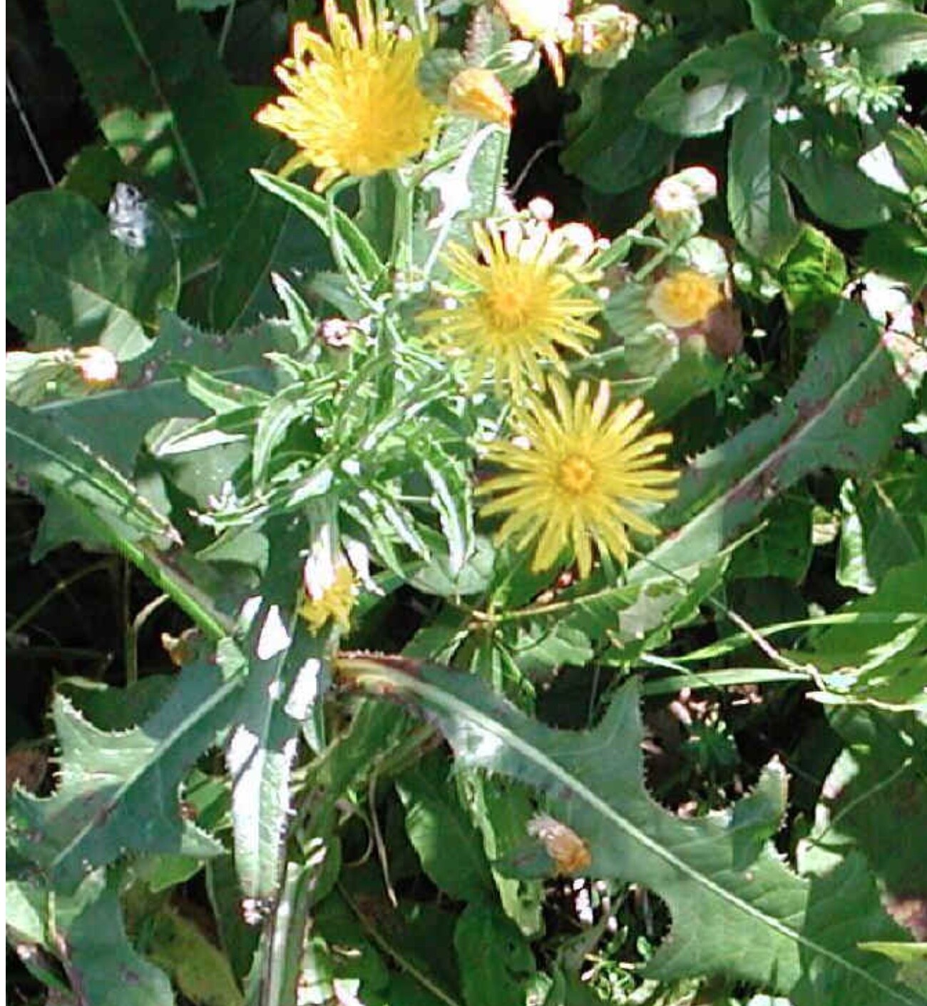 Wild Prickly Lettuce SEEDS Lactuca Serriola Medicinal*Pain/Withdrawal~100% Clean