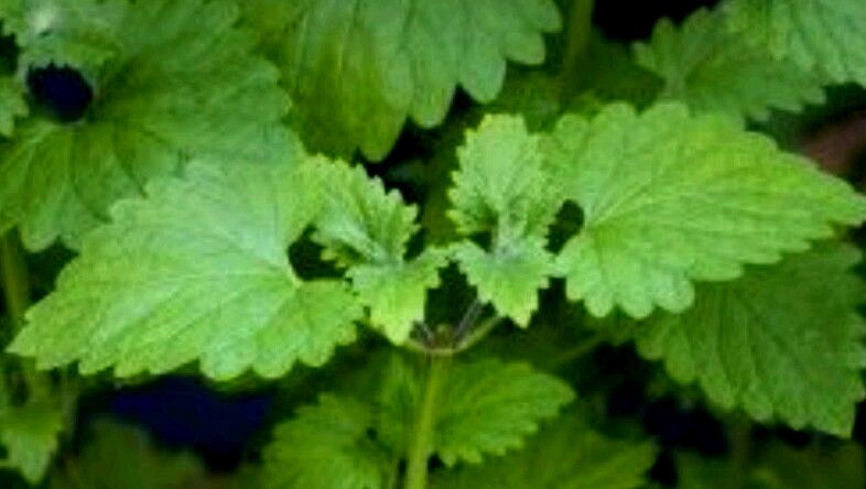 400 CATNIP SEEDS- Non GMO-Open Pollinated.
