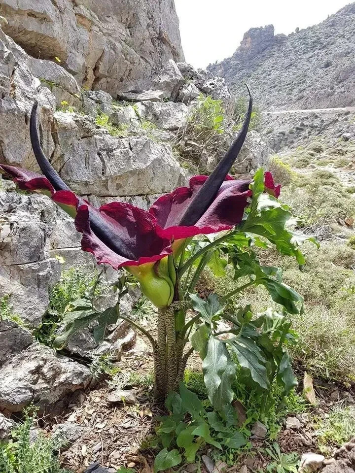 5 Seeds Dracunculus Vulgaris Voodoo Lily Corpse Flower Arum Bulbs Tubers Corms