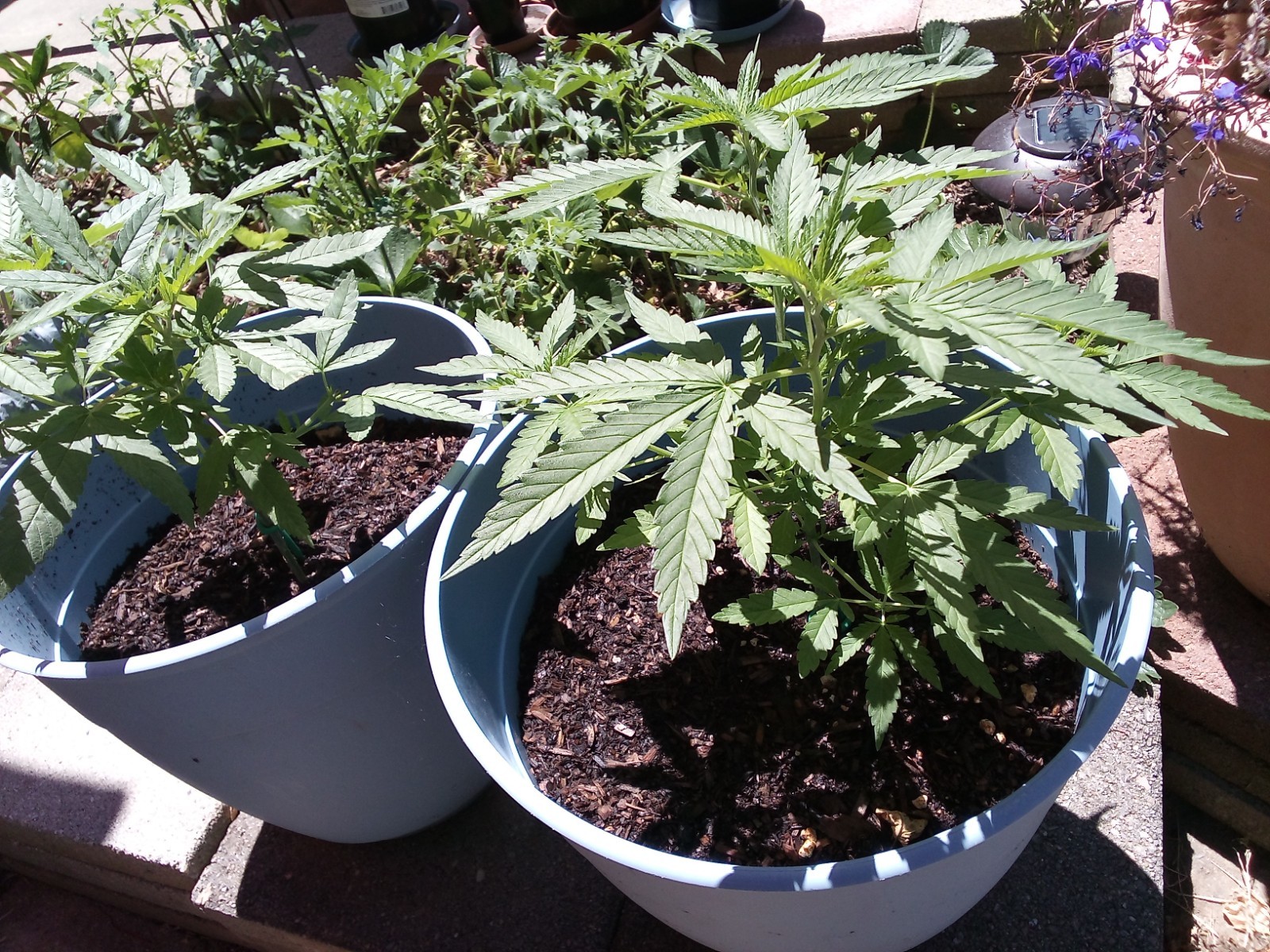 Eighth Brother “Blackberry Kush” – Unfeminized Seed Pack 10-15 Seeds