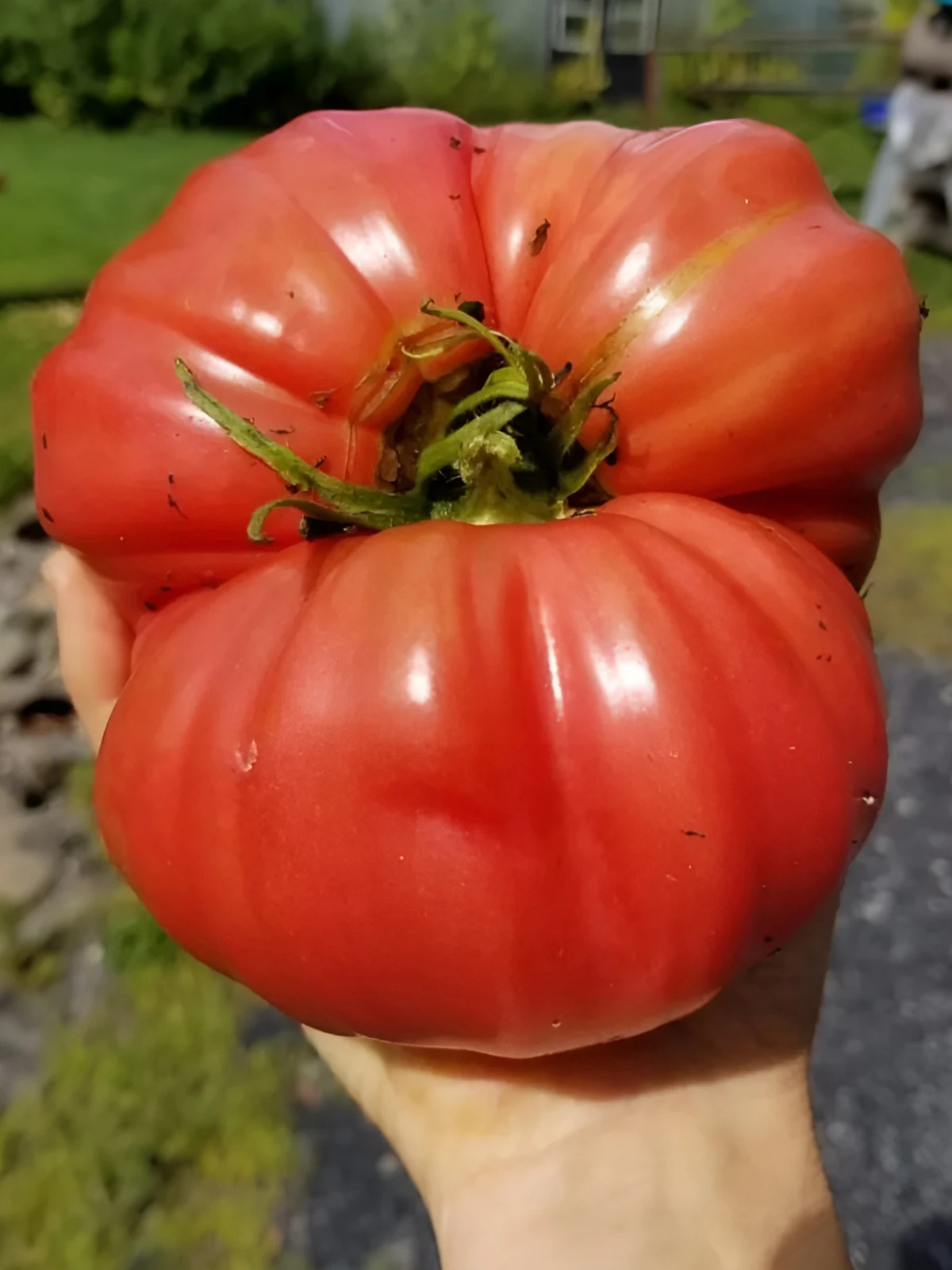 75 Heirloom Mortgage LIfter Tomato Seeds – Huge 4LB Tomato!!