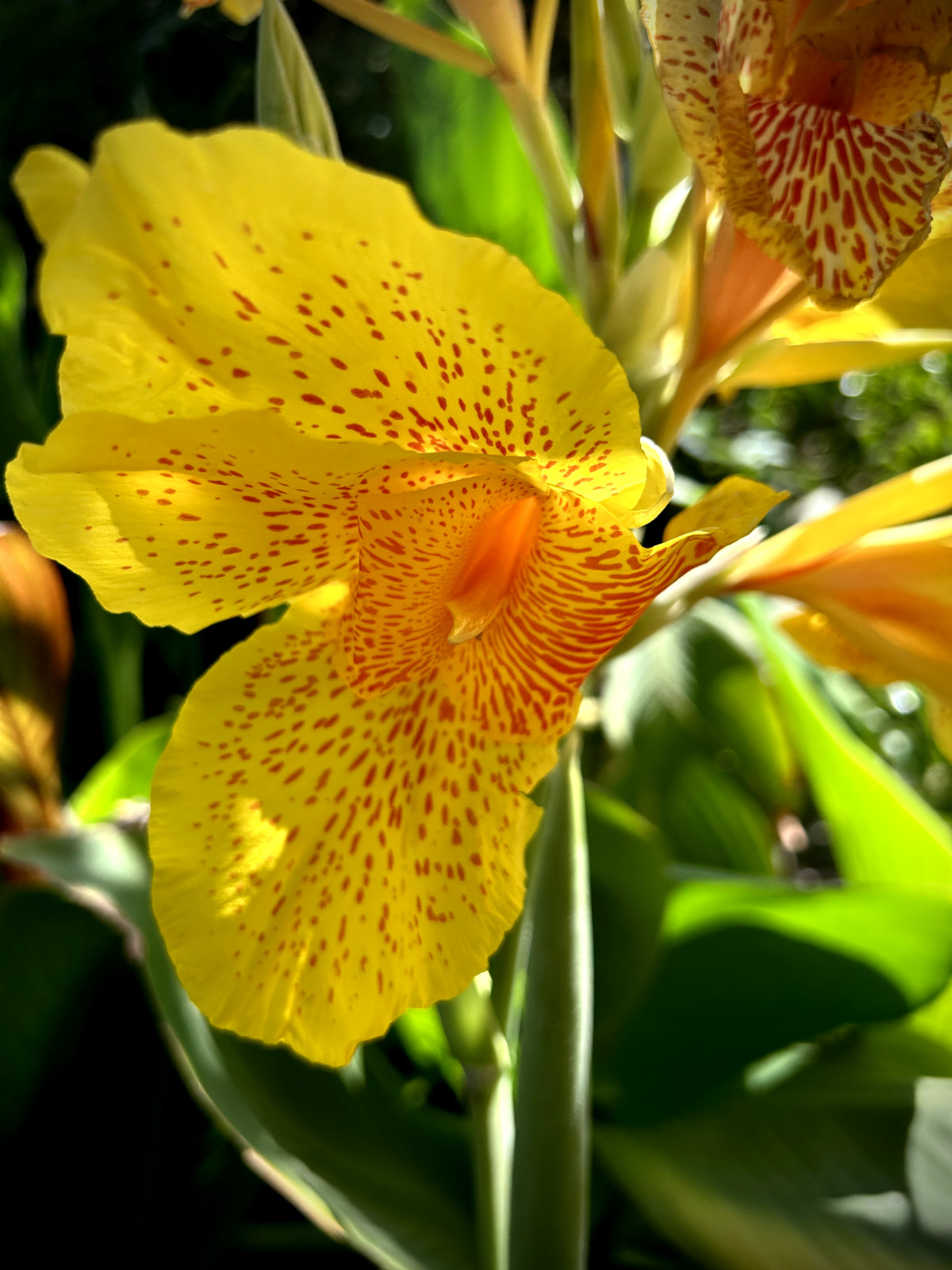 Heritage Canna Cleopatra Kaleidoscope Lily Rhizome Bulb Red Yellow Flowers