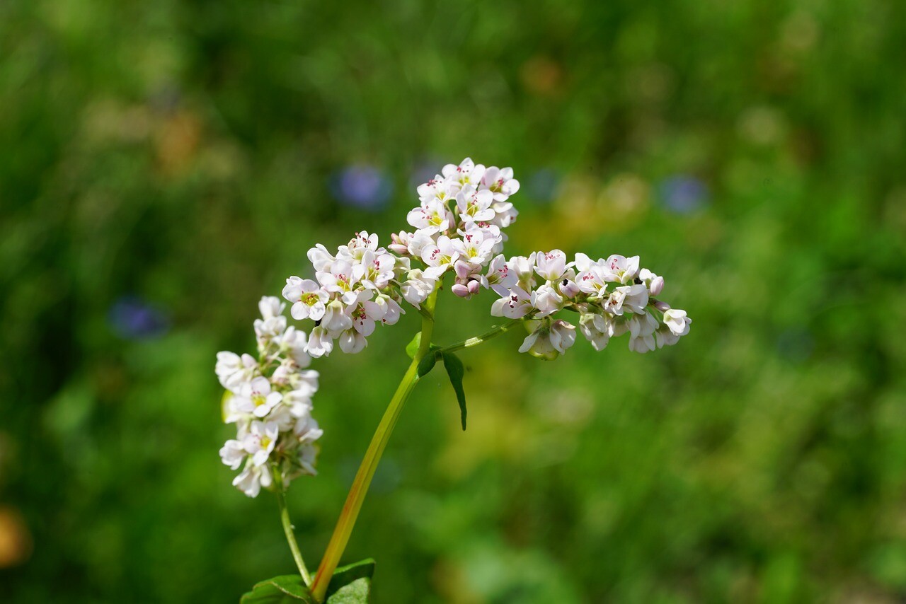 Buckwheat Seeds – Nutrient-Dense, Fast-Growing Green Manure & Cover Crop